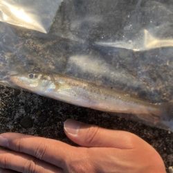 青物はいったいどこへ?